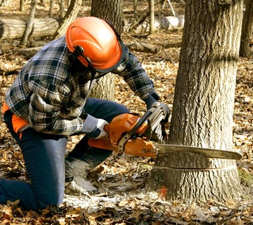 Tree Removal in Haskell, OK